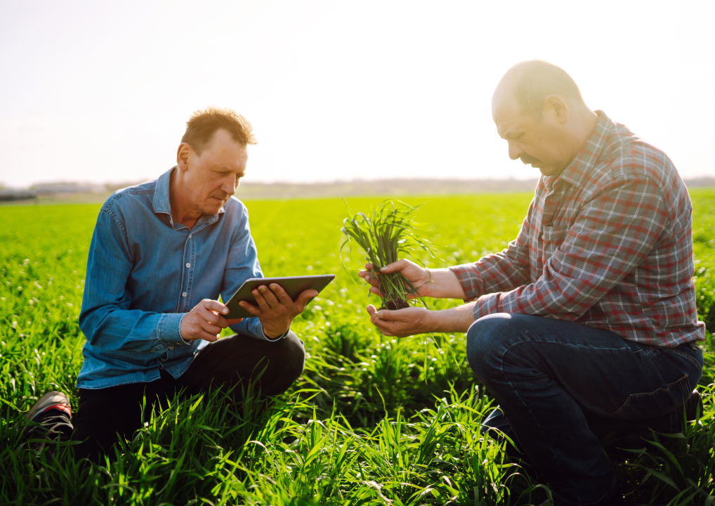 Farm Supervisor Needed at Black Rock Cannabis Company