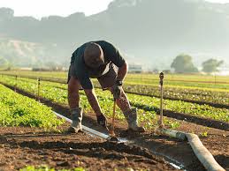 Greenhouse Operator Needed at LeaderBrand, New Zealand