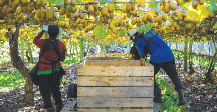 Orchard Supervisor Needed at Cultivate Horticulture, New Zealand