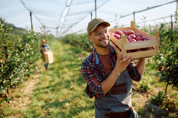 Fruit Farm Workers